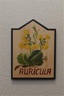 auricula