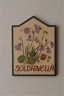 soldanella