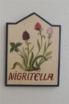 nigritella