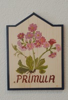 101primulaa