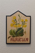 auricula